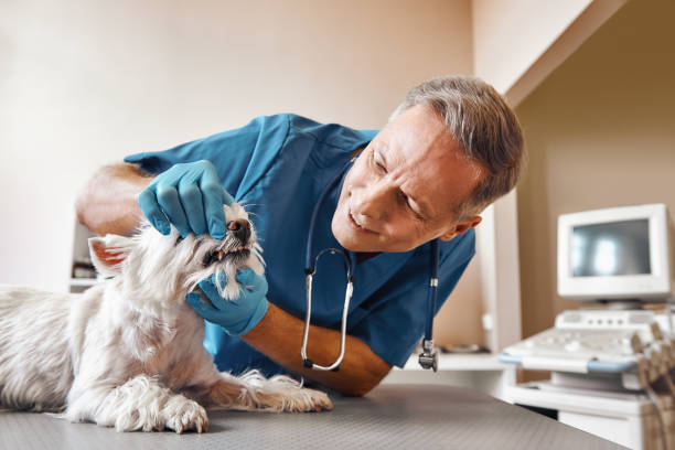 Best Walk-In Emergency Dental Services in North St Paul, MN